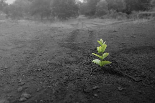 A plant seed grows on a drought field. Symbol of new life. Concepts of environmental protection, climate change, or global warming
