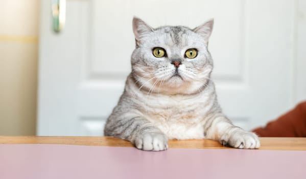 A large, grey and white cat sits on a table with its paws on the edge, staring intensely into the distance.
