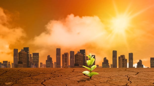 A plant seed grows on drought fields with cityscape views in bad or hot weather. Concepts of environmental protection, climate change, global warming, or net zero carbon neutral