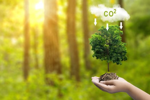 The human hand holding tree seed with a sign of carbon reduction for decreased CO2. Concepts of environmental protection, climate change, global warming, or net zero carbon neutral