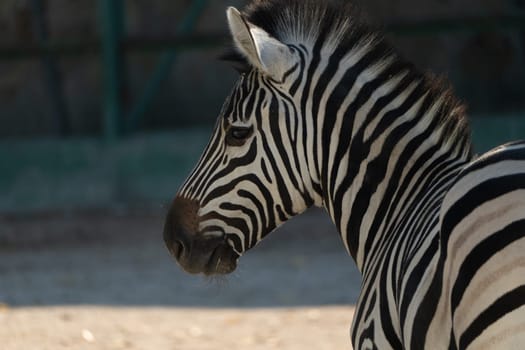 Here's a caption under 150 characters describing the image: Close-up of a zebra's head and shoulders. Striped black and white coat. Standing, facing away. Zoo enclosure visible in background.