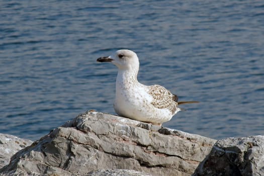 Seagull Resting on a Rocky Shore by the Ocean.A Serene Coastal Scene with a Relaxing Bird in Natural Habitat.A young seagull with white and brown plumage rests comfortably on a rugged rock near the sea.