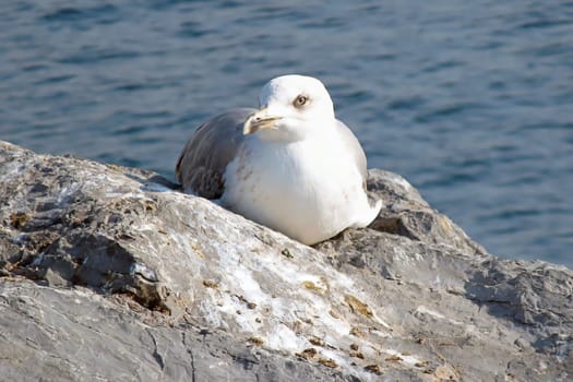 Seagull Resting on a Rocky Shore by the Ocean.A Serene Coastal Scene with a Relaxing Bird in Natural Habitat.A young seagull with white and brown plumage rests comfortably on a rugged rock near the sea.