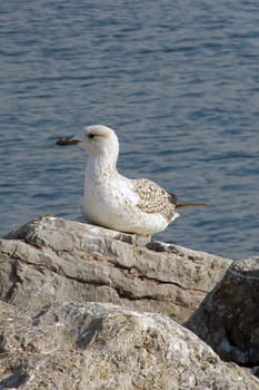 Seagull Resting on a Rocky Shore by the Ocean.A Serene Coastal Scene with a Relaxing Bird in Natural Habitat.A young seagull with white and brown plumage rests comfortably on a rugged rock near the sea.