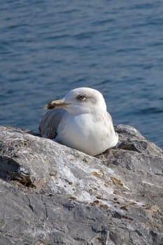 Seagull Resting on a Rocky Shore by the Ocean.A Serene Coastal Scene with a Relaxing Bird in Natural Habitat.A young seagull with white and brown plumage rests comfortably on a rugged rock near the sea.