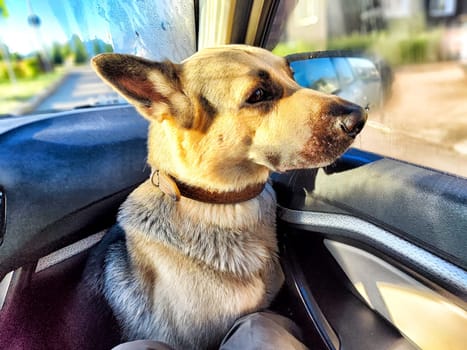 The German Shepherd sits comfortably in the car, looking outside with curiosity as the sun shines brightly.