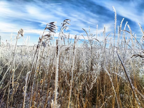 Frost adorns tall grasses as they gently sway in the breeze beneath a clear winter sky during daylight.