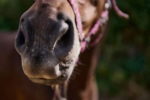 A detailed close-up photograph of a horse's muzzle with focus on its nostrils, captured outdoors. The natural lighting emphasizes texture and contrast, adding a rustic and organic feel to the image.