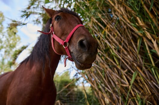 Chestnut horse with red halter gazing intently, surrounded by dense bamboo in natural lighting.