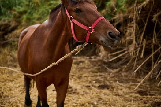 A brown horse with a red bridle and rope halter, standing in a natural rustic outdoor environment with hay and foliage visible in the background, depicting rural livestock practices and animal care.