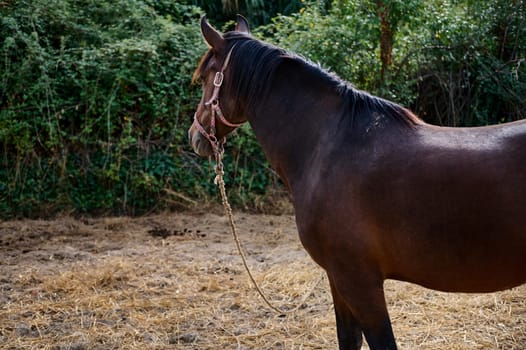 A beautiful brown horse with a rope harness, standing in a straw-covered outdoor area.