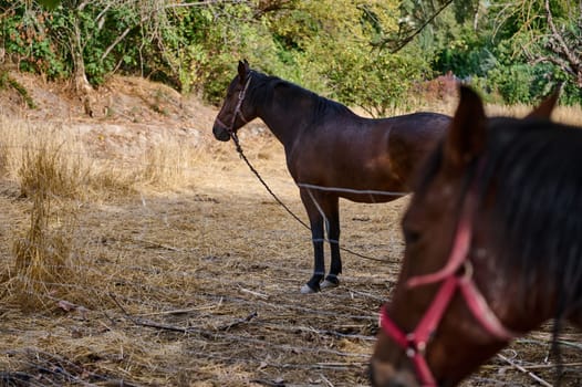 Horses with harnesses on a rustic field surrounded by trees, a tranquil outdoor setting.