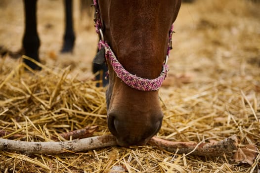 A detailed view of a horse nibbling on straw, adorned with a colorful halter.