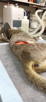 Picture of a cat undergoing a surgical wound.