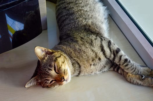 sleeping cat very relaxed posture