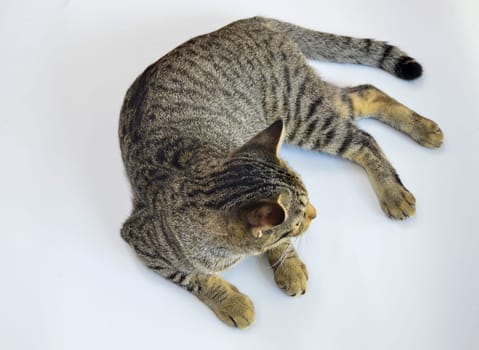 crouching cat on a white background