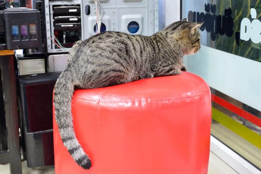 The striped-haired cat crouched on the red seat.