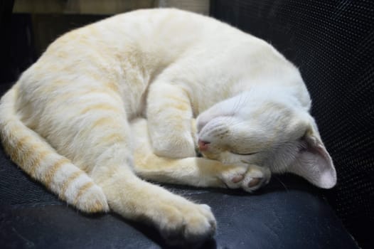 yellow white cat sleeping focus on one side of its face