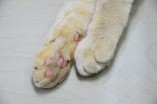 close-up photo of cat's paw
