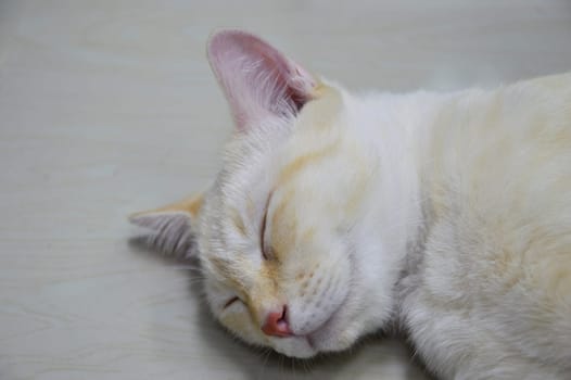 Close-up of a sleeping cat's face