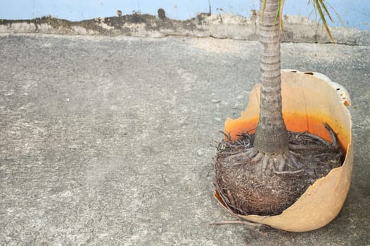 The plant pot is so broken that the roots of the plant are visible.