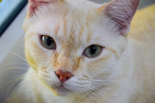 close-up photo of cat's face, Thai cat