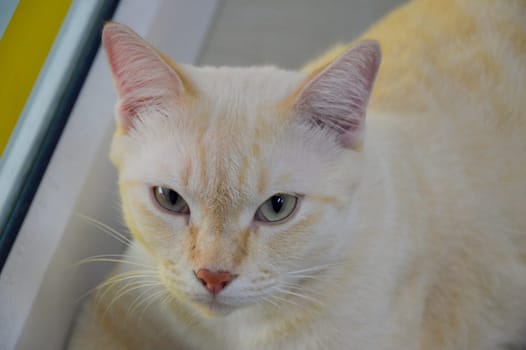 close-up photo of cat's face, Thai cat