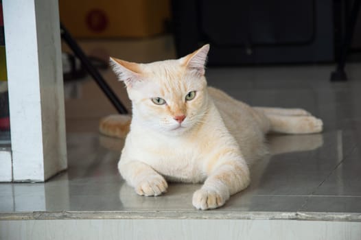 Picture of a white and yellow Thai cat lying on the floor.