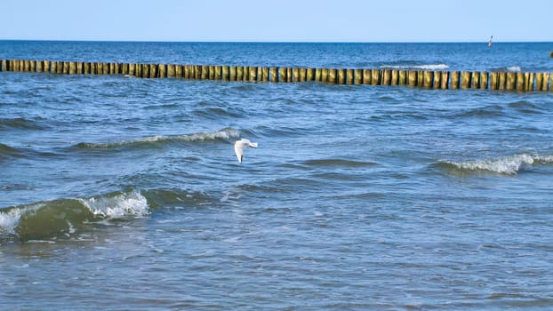 Seagull flies along the coast over waves by the sea. Groynes jut out into the Baltic Sea. Animal photo from nature