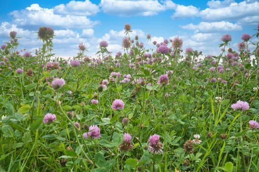 Summer meadow with clover. Pink and white flowers in the green grass. Healing and fodder plant. Flowers in nature