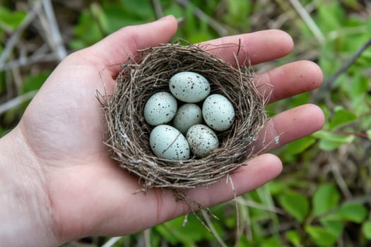 A hand holding a nest of eggs. The eggs are white and the nest is made of twigs