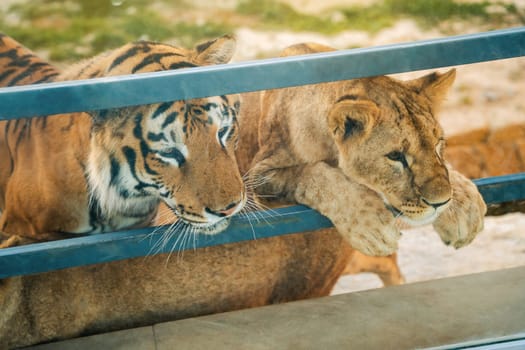 Beautiful African lion and asiatic tiger in a zoo enclosure on a summer sunny day. Wild animals. Close up
