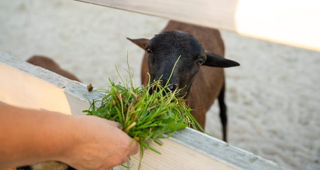 A woman feeds a brown goat grass in a petting zoo. Be closer to animals and nature. Close up