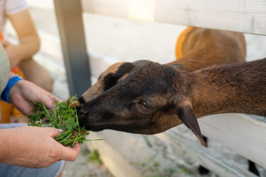 A man feeds a black goat grass in a petting zoo. Be closer to animals and nature. Close up