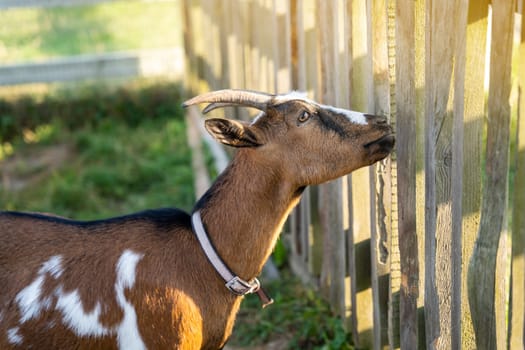 A brown and white home horned goat stands near a fence on a farm on a sunny summer day. Walks in nature. Animals concept. Close up