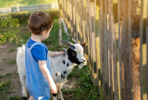 Cute toddler boy two or three years old petting a goat. Friendship with the animal. Active leisure with children outdoors. Petting zoo. Sunny summer day