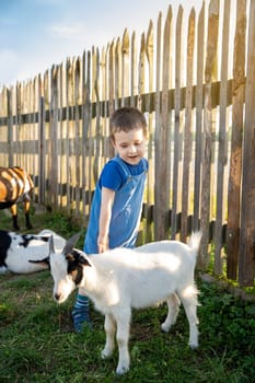 Cute toddler boy two or three years old petting a goat. Friendship with the animal. Active leisure with children outdoors. Petting zoo. Sunny summer day