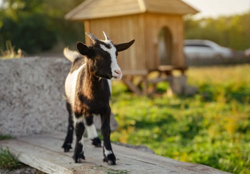 Black and white domestic goat on a farm on a summer sunny day.