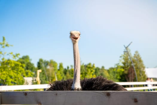 Funny ostrich in the zoo on a sunny summer day. Nature and animals