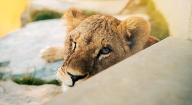 Close-up portrait of a beautiful winking lioness with a closed eye. Wild nature. Big cat. Selective focus