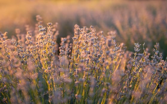 Beautiful lavender in the light of the setting summer sun. Nature. Selective focus
