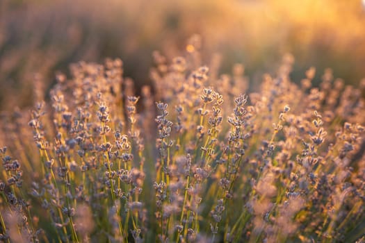 Beautiful lavender in the light of the setting summer sun. Nature. Selective focus
