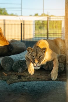 Beautiful African lion in a zoo enclosure on a summer sunny day. Wild animals.