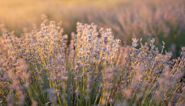 Beautiful lavender in the light of the setting summer sun. Nature. Selective focus