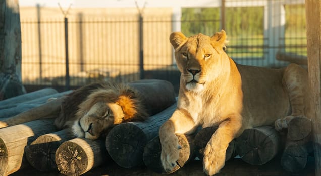 Beautiful African lion in a zoo enclosure on a summer sunny day. Wild animals.
