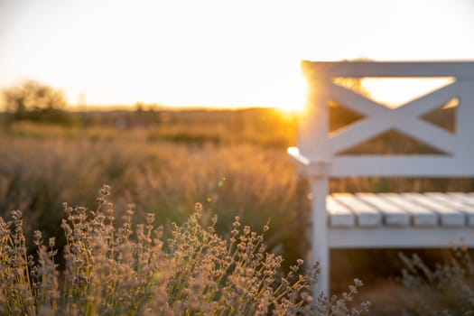 Blooming lavender and a bench in the sunset summer light. Inspiration concept. Beautiful nature wallpaper. Selective focus