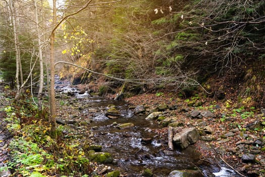 Beautiful autumn or fall landscape in Carpathian Mountains, Ukraine. Mountain river in the forest with stones. Tatariv, Ivano-Frankivsk Oblast. Road to Huk waterfall. Selective focus