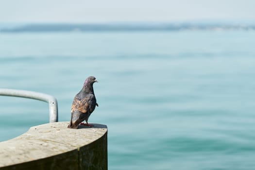 Pigeon in the harbor on the shore of Lake Constance near Meersburg in Germany. Text space on the right side.
