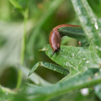 Spanish snail, spanische Wegschnecke, Arion vulgaris on the leaf of a plant in summer