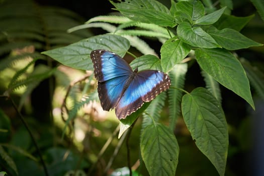 blue morpho butterfly, Morpho peleides sits on the upper side of a leaf